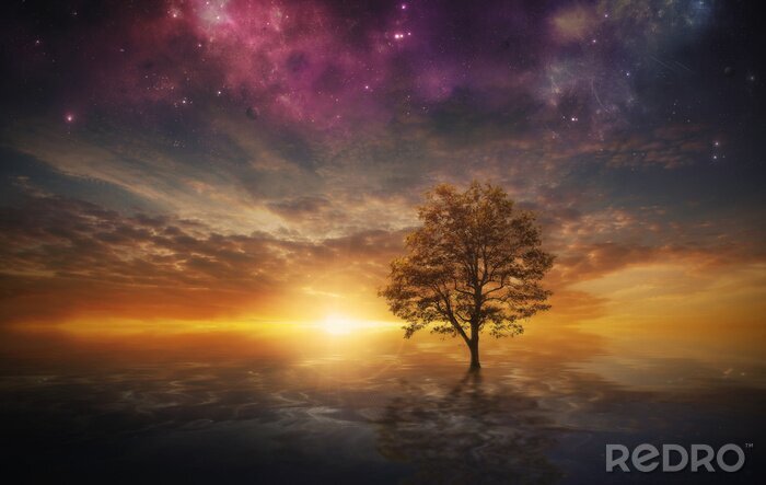 Papier peint  Arbre et coucher de soleil