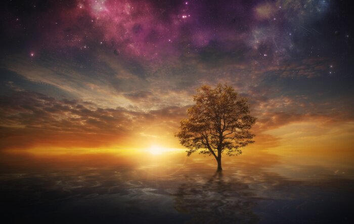 Papier peint  Arbre et coucher de soleil