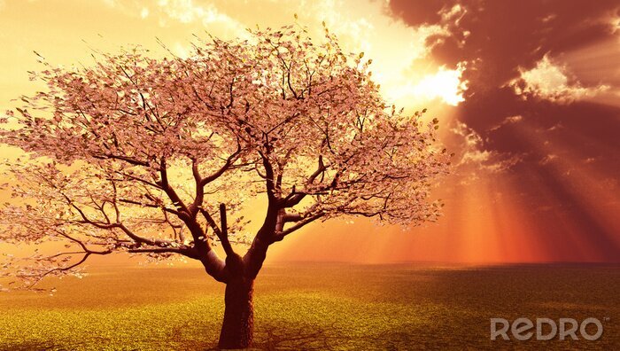 Papier peint  Arbre fleuri