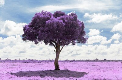 Papier peint  Arbre magique violet