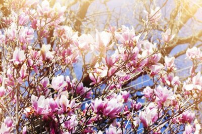 Papier peint  Arbre rempli de fleurs de magnolias