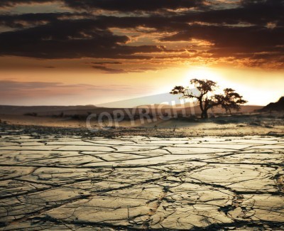 Papier peint  Arbre sec dans le désert
