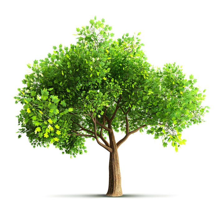 Papier peint  Arbre solitaire