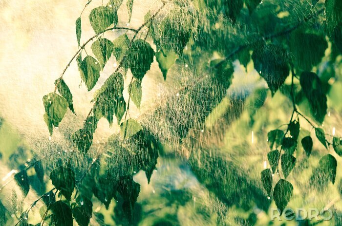 Papier peint  Arbre sous la pluie