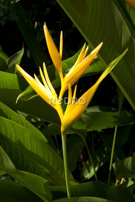 Papier peint  arbre strelitzia jaune dans le jardin de la lumière du soleil.