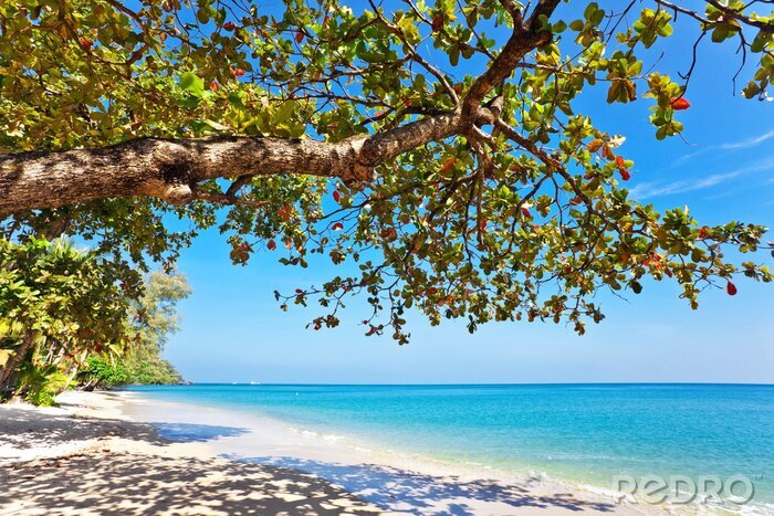 Papier peint  Arbre sur la plage
