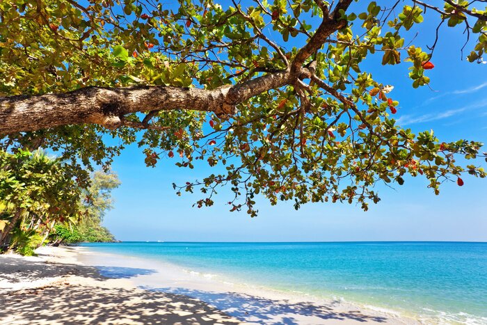Papier peint  Arbre sur la plage
