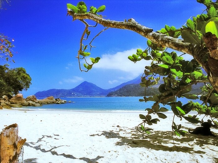 Papier peint  Arbre sur la plage au bord de la mer