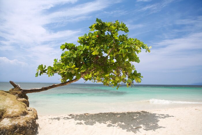 Papier peint  Arbre sur la plage de la mer