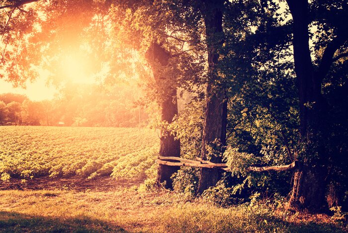 Papier peint  Arbres au bord d'un champ