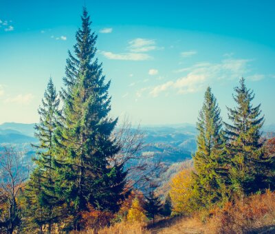 Papier peint  Arbres au sommet