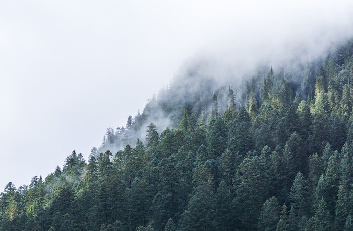 Papier peint  Arbres au sommet de la montagne