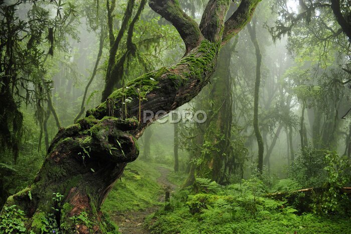 Papier peint  Arbres couverts de mousse dans la jungle