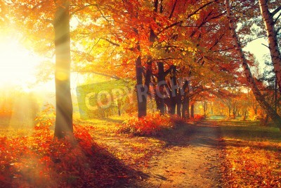Papier peint  Arbres d'automne au lever du soleil