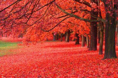 Arbres d'automne aux feuilles rouges