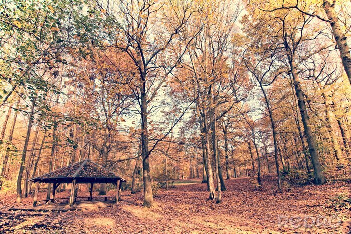 Papier peint  Arbres d'automne dans la forêt