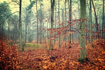 Papier peint  Arbres d'automne dans une forêt