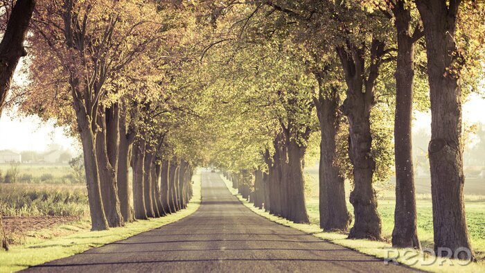 Papier peint  Arbres d'automne rétro