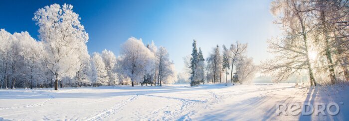 Papier peint  Arbres d'hiver dans le parc