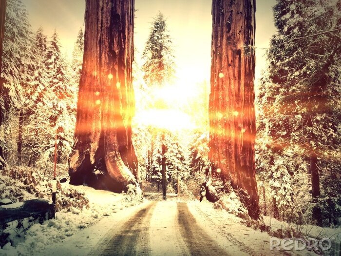 Papier peint  Arbres d'hiver et neige