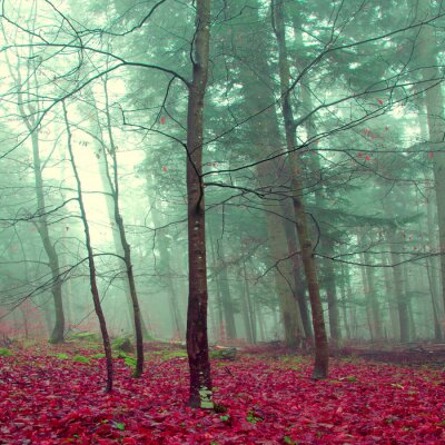 Arbres dans la brume et feuilles colorées