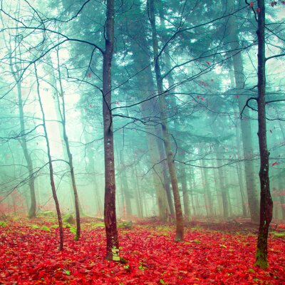 Arbres dans la brume et feuilles rouges