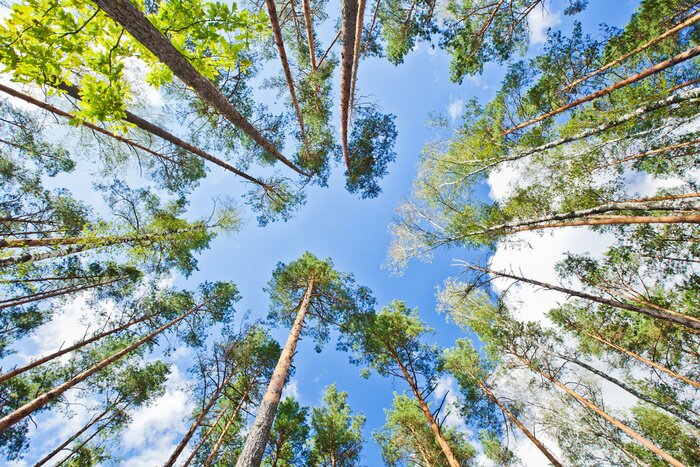 Papier peint  Arbres dans la forêt contre le ciel