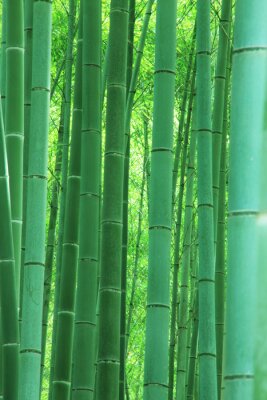 Papier peint  Arbres dans la forêt de bambous