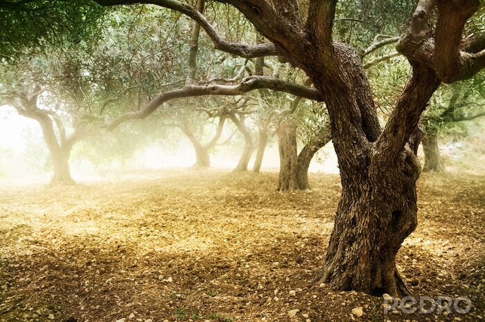 Papier peint  Arbres dans le brouillard dans la forêt