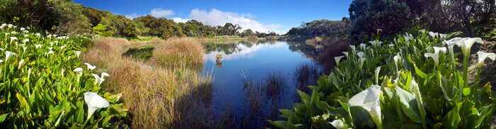 Papier peint  Arbres dans le parc national