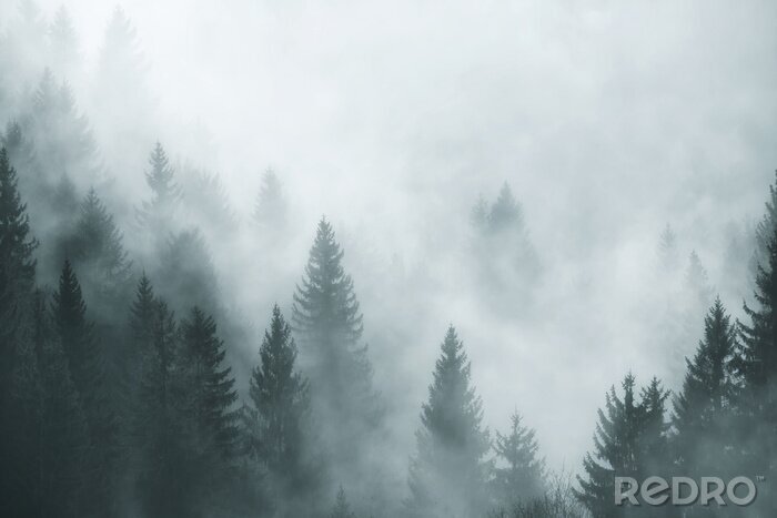 Papier peint  Arbres de conifères dans le brouillard