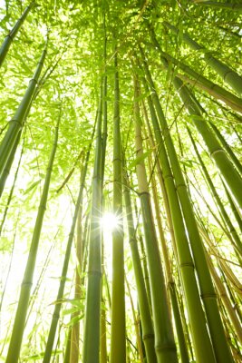 Arbres de haute bambou