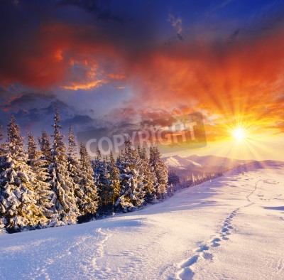 Papier peint  Arbres de Noël en hiver et coucher de soleil