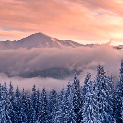 Papier peint  Arbres de Noël enneigés et montagnes dans la brume