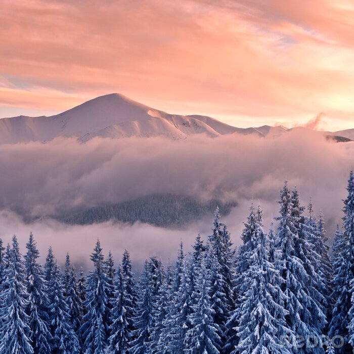 Papier peint  Arbres de Noël enneigés et montagnes dans la brume