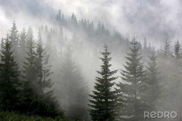 Papier peint  Arbres de Noël sur un fond brumeux