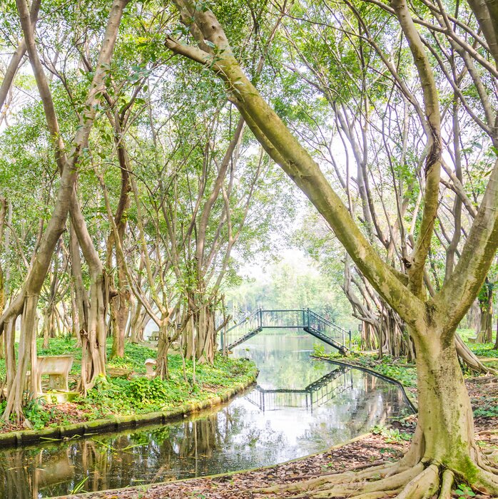 Papier peint  Arbres dont les racines ne sont pas couvertes