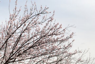 Papier peint  Arbres en fleurs de cerisier