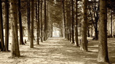 Papier peint  Arbres en sépia