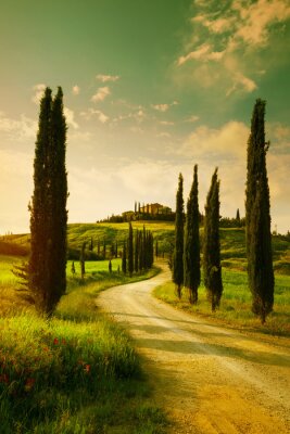 Arbres en Toscane sur une photo rétro