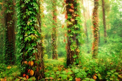 Papier peint  Arbres envahis par les plantes