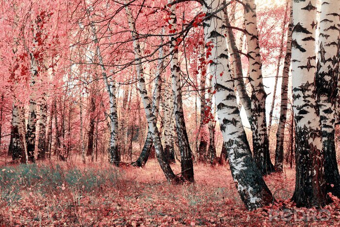 Papier peint  Arbres et feuilles rouges
