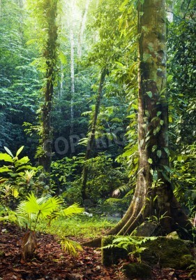 Papier peint  Arbres et végétation dans la forêt vierge