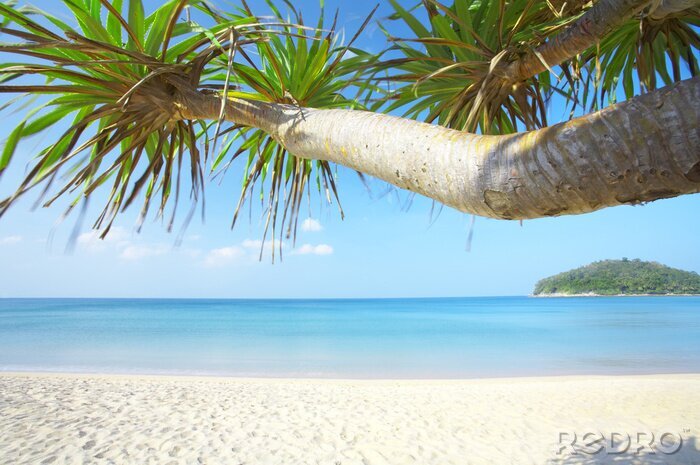 Papier peint  Arbres exotiques, plage et mer