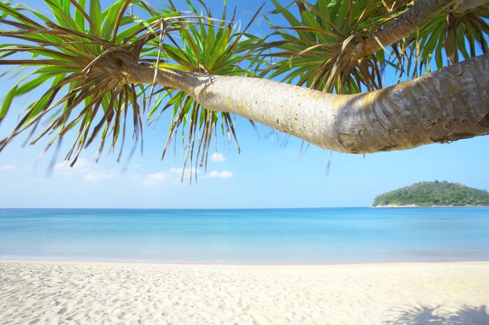 Papier peint  Arbres exotiques, plage et mer