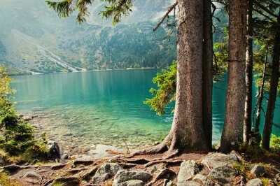 Papier peint  Arbres forêt lac