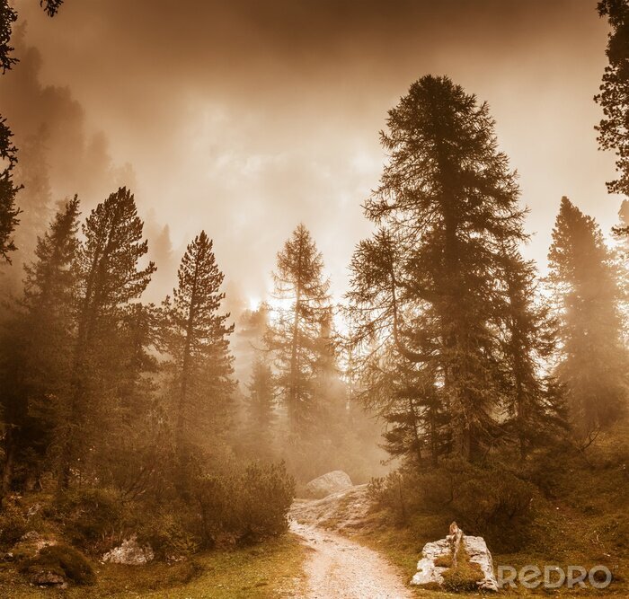 Papier peint  Arbres majestueux en sépia