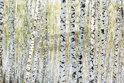 Papier peint  Arbres noirs et blancs