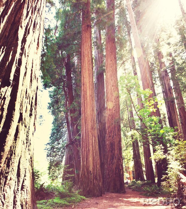 Papier peint  Arbres par temps ensoleillé