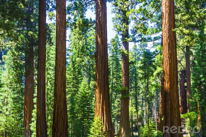 Papier peint  Arbres par une journée ensoleillée